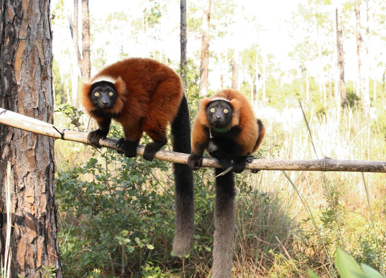 Red ruffed lemur siblings Frezy and Tsambiky on branch in forest