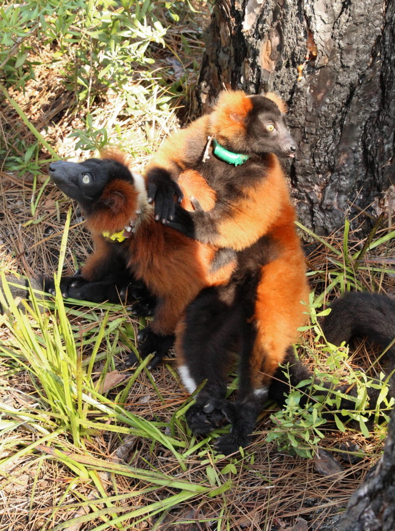 Red ruffed lemurs Ravina and daughter Tsambiky sitting on forest floor