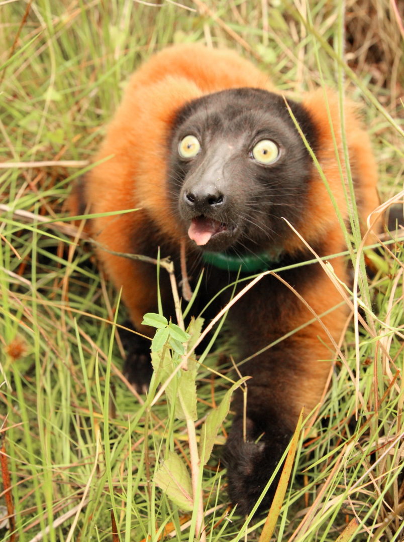 Red ruffed lemur juvenile Tsambiky in grass with tongue out