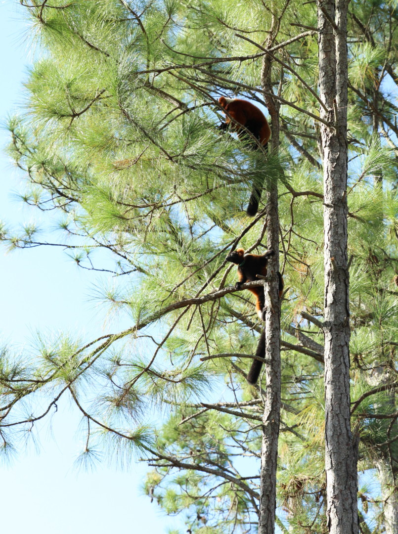 Tsam forest 9 Siblings Tsambiky and Frezy high up in pine trees