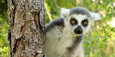 Ring-tailed lemur on tree