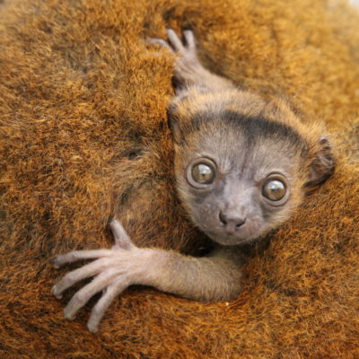 Collare lemur infant gripping to mom's back and looking at camera