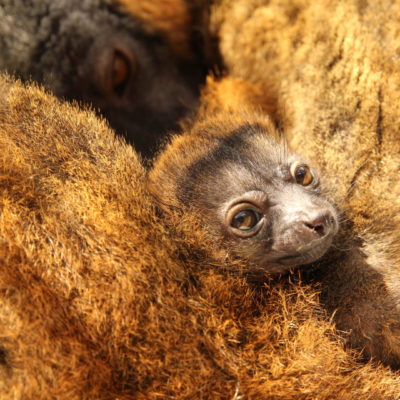 Collared lemur infant looking at camera from safety of mom's belly