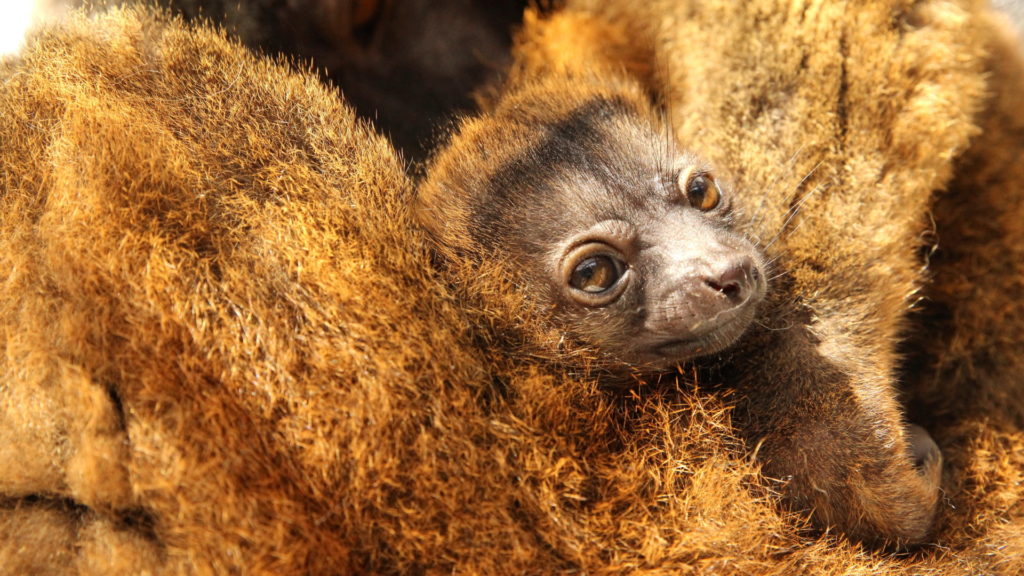 LCF Welcomes First Lemur Birth of 2022