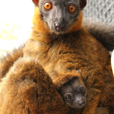 Mom Isabelle sitting with new infant peeking head out near abdomen.