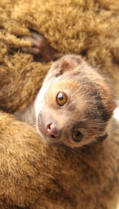 Mongoose lemur infant looks at camera