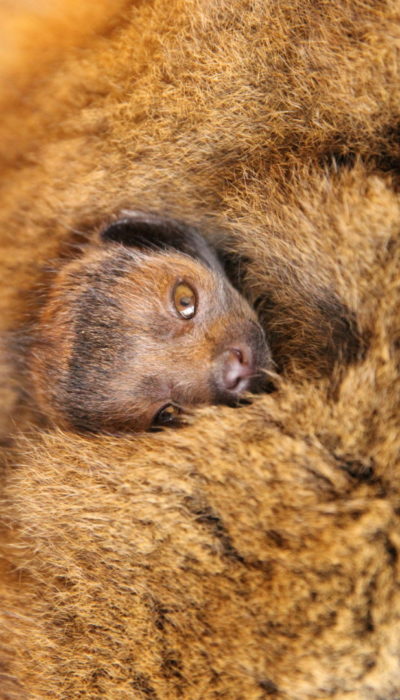 Mongoose lemur infant looks at camera from dafety of mom's belly