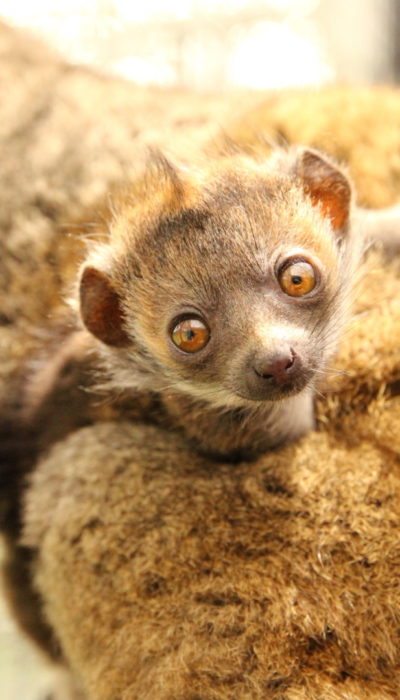 Mongoose lemur infant leans off of mom's back towards camera