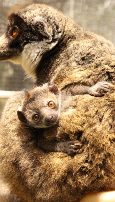 Mongoose lemur infant looks at camera from mom's back