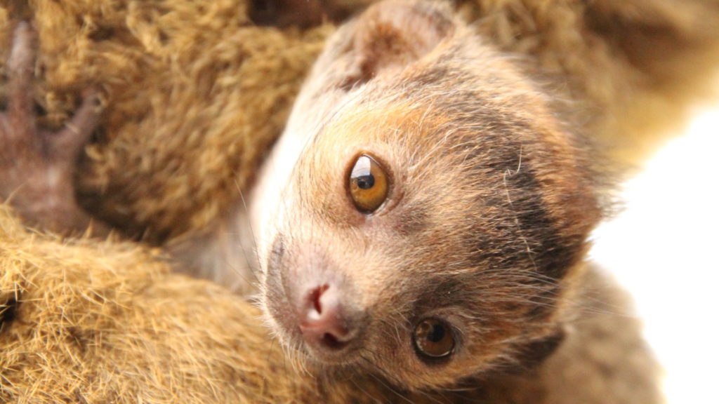 25th Critically Endangered Mongoose Lemur Born at LCF