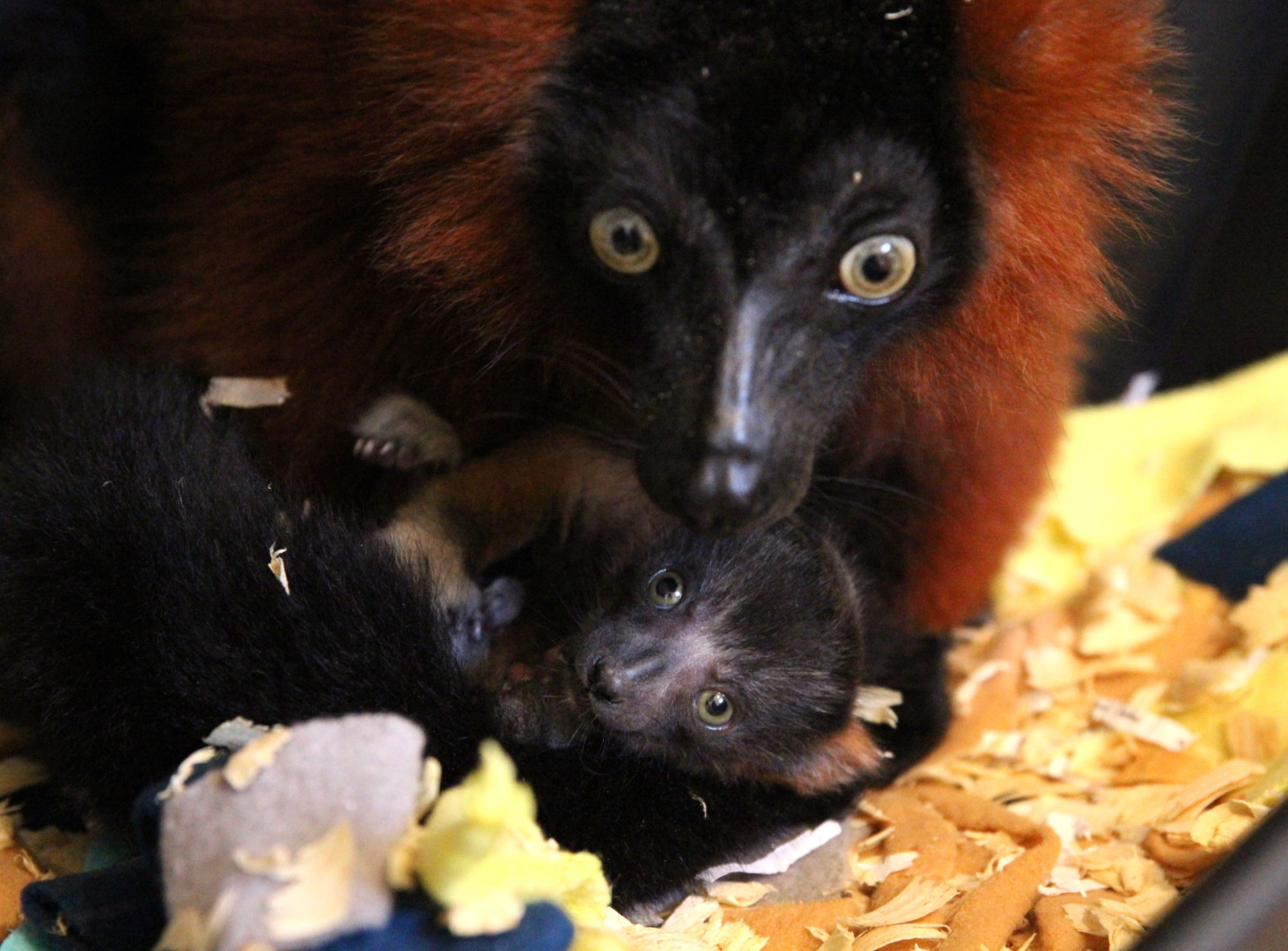 Red ruffed lemur infant huddled under mom in nest box