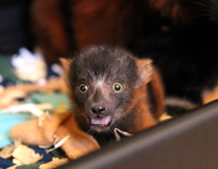 Red ruffed lemur infant looks at camera with open mouth