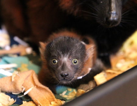 Red ruffed lemur looks at camera from inside nest box