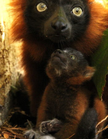 Red ruffed lemur infant sits under mom and looks up at her chin
