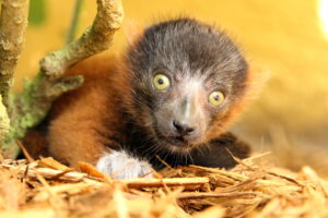 Red ruffed lemur infant looks at camera from under a bush