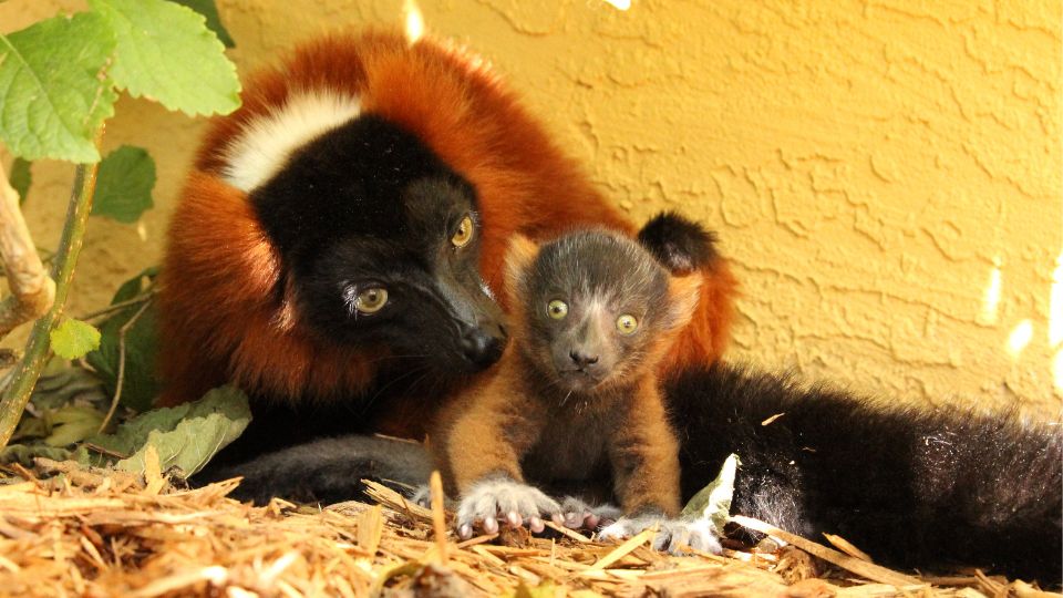 Welcoming our Infant Red Ruffed Lemur