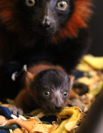 Red ruffed lemur infant next to mom in nest box