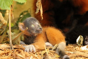 Red ruffed lemur infant outside looking up at sky