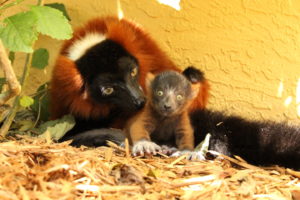 Red ruffed lemur infant sits next to mom outside