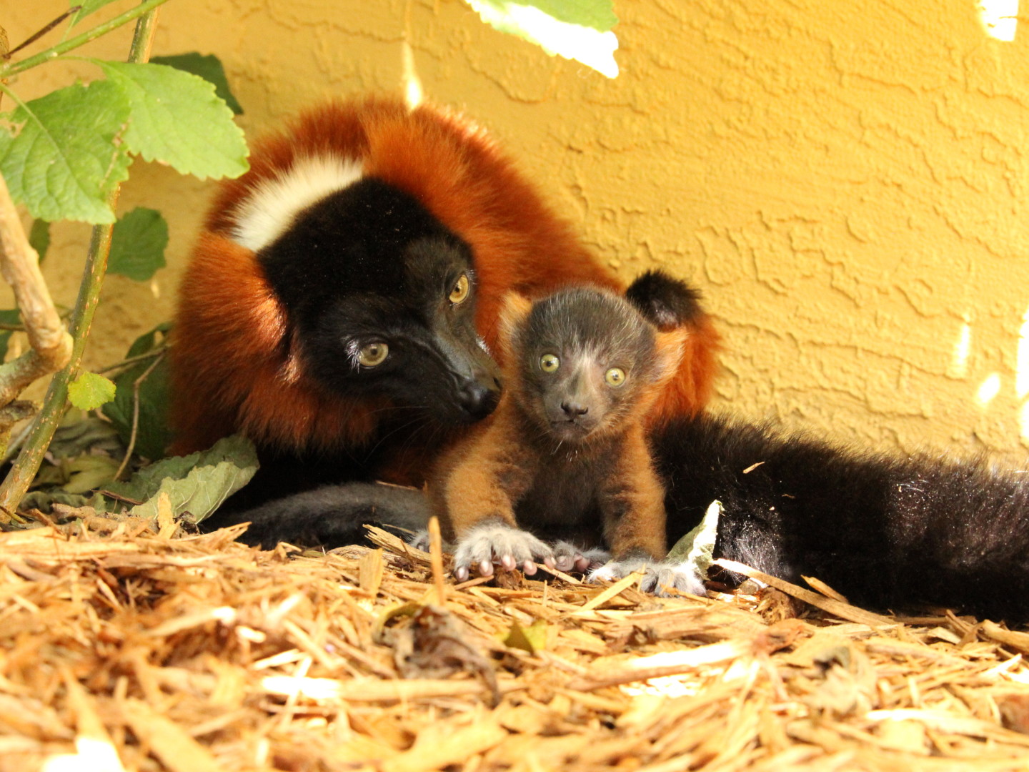Red ruffed lemur infant sits next to mom outside