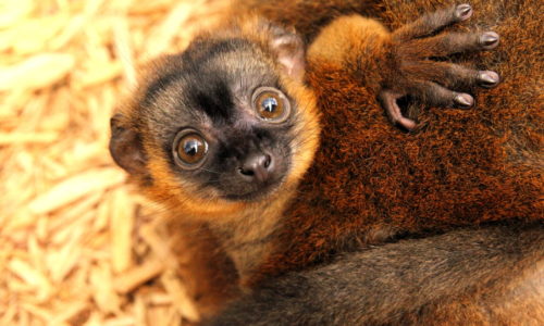 Young collared lemur Voltaire wrapped around mom's abdomen and looking at camera