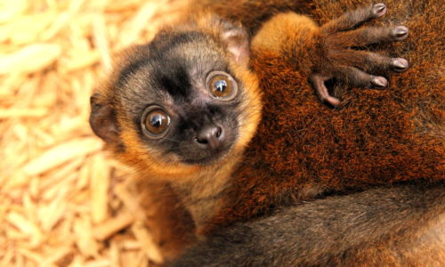IMG_7572 Young collared lemur Voltaire wrapped around mom's abdomen and looking at camera