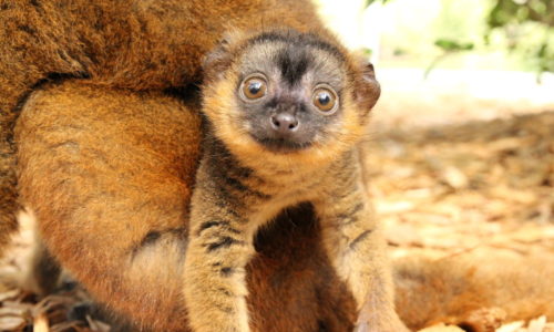 Young collared lemur Voltaire riding mom and looking at camera