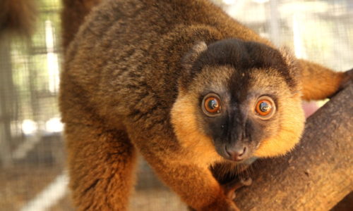 Young collared lemur Voltaire with large cheek tufts