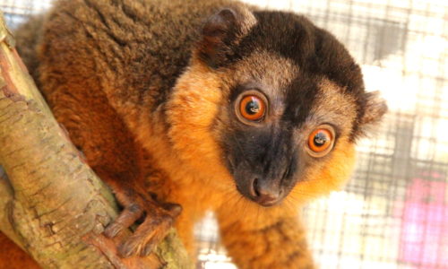 Collared lemur Voltaire looking wide-eyed away from camera