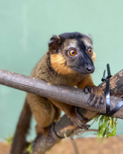 Terry2 Collared lemur juvenile Voltaire sitting on branch and looking to the right of camera