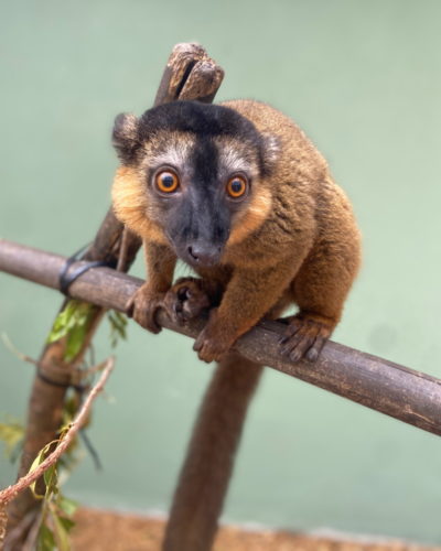 Young collare lemur Voltaire sits on a branch