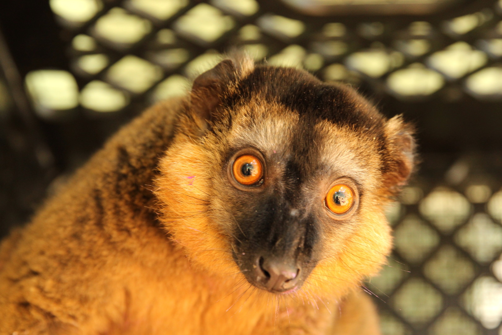 Year-old Voltaire sitting in milk crate and looking toward camera