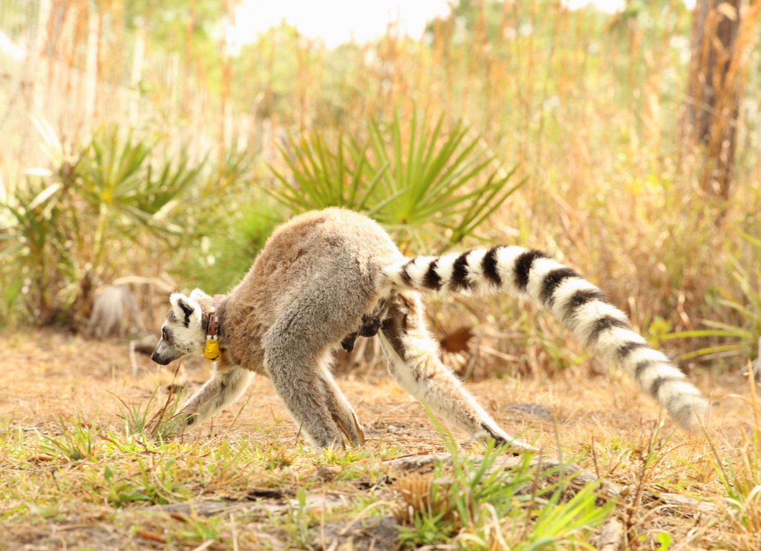 Ring-tailed lemur Yuengling walks away from camera, displaying normal sized testicles.