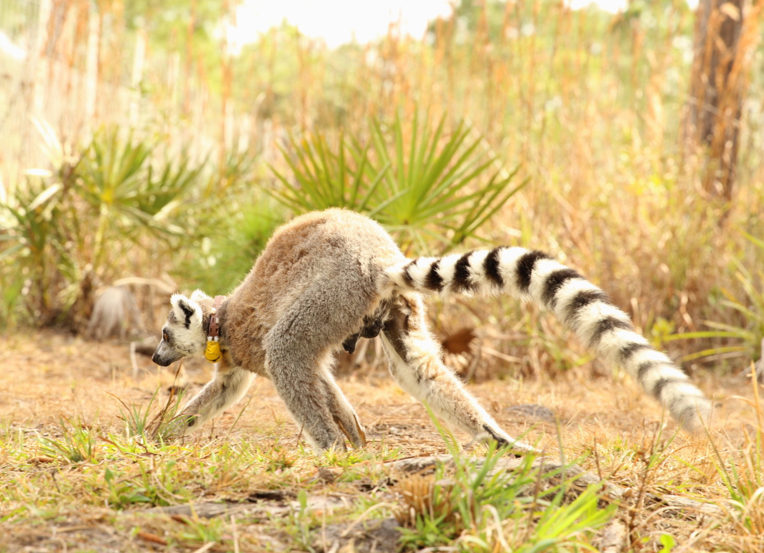Yuengling After 1 Ring-tailed lemur Yuengling walks away from camera, displaying normal sized testicles.