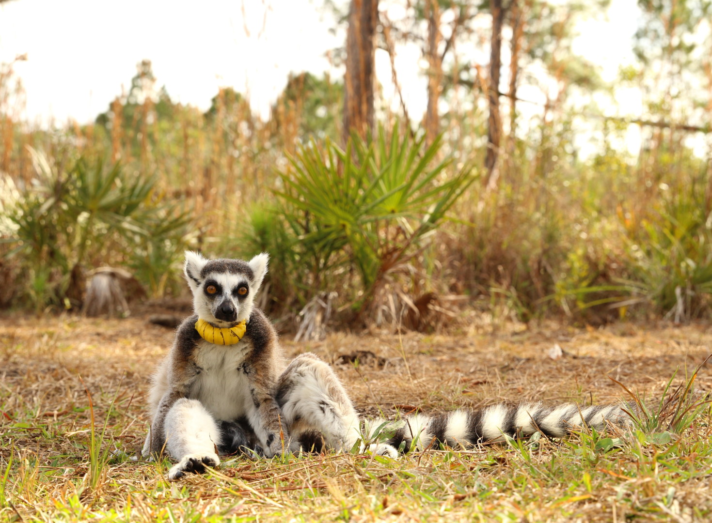 Ring-tailed lemur Yuengling sits on ground in forest and looks at camera