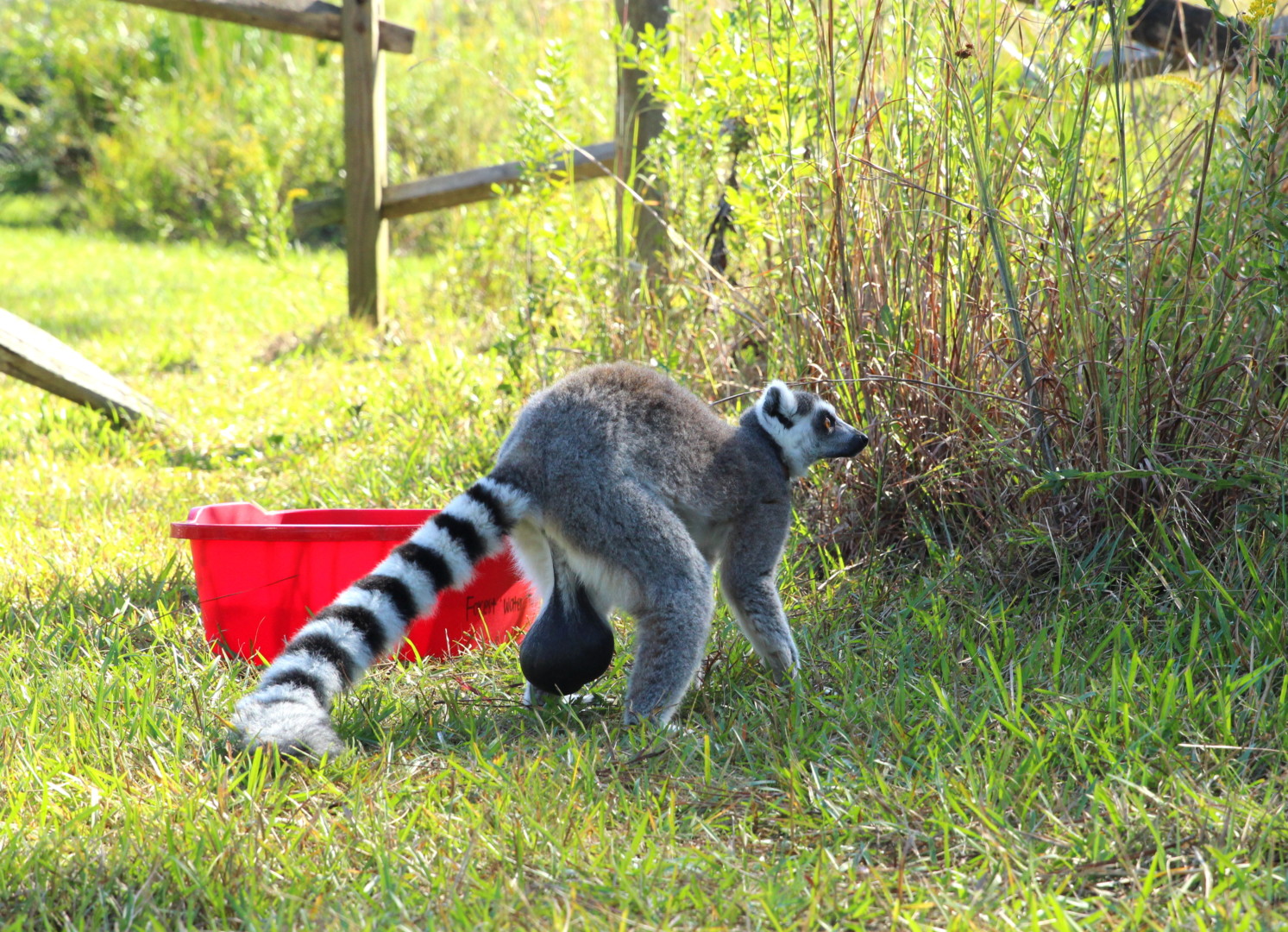 Ring-tailed lemur Yuengling facing away from camera and displaying massively enlarged testicles.