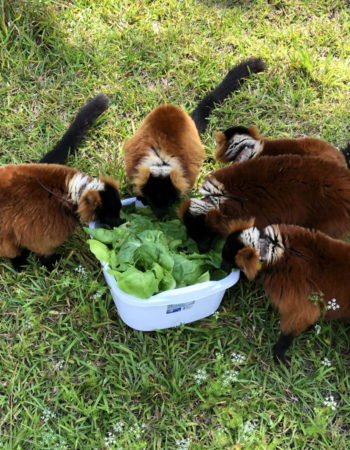 Zazabe's red ruffed lemur group investigate the tub of fresh lettuce