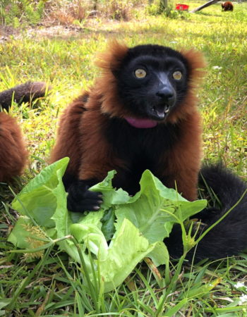 Red ruffed lemur Zazabe enthusiastically chows down on a piece of Flex Farm lettuce