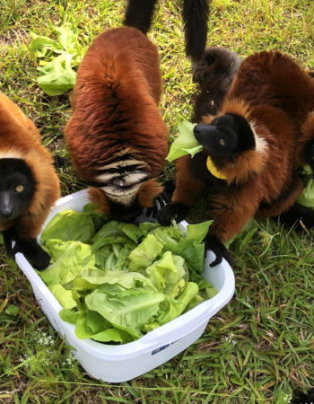 Zazabe's red ruffed lemur group surround a tub of Flex Farm lettuce and stuff their mouths full