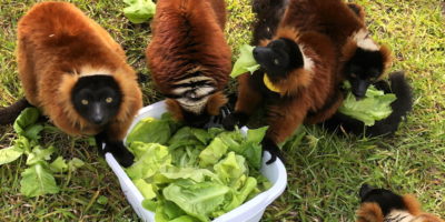 Zazabe's red ruffed lemur group surround a tub of Flex Farm lettuce and stuff their mouths full