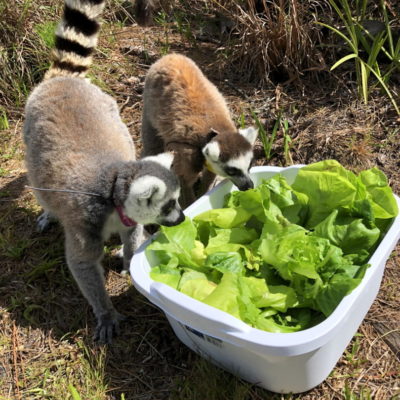 Ring-tailed lemurs Ansell and Yuengling investigate a tub full of Flex Farm lettuce