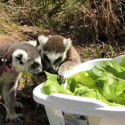 Ring-tailed lemurs Duffy and Yuengling sample some Flex Farm lettuce
