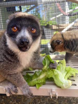 Mongoose lemur Kikeli looks at camera while enjoying her first Flex Farm lettuce