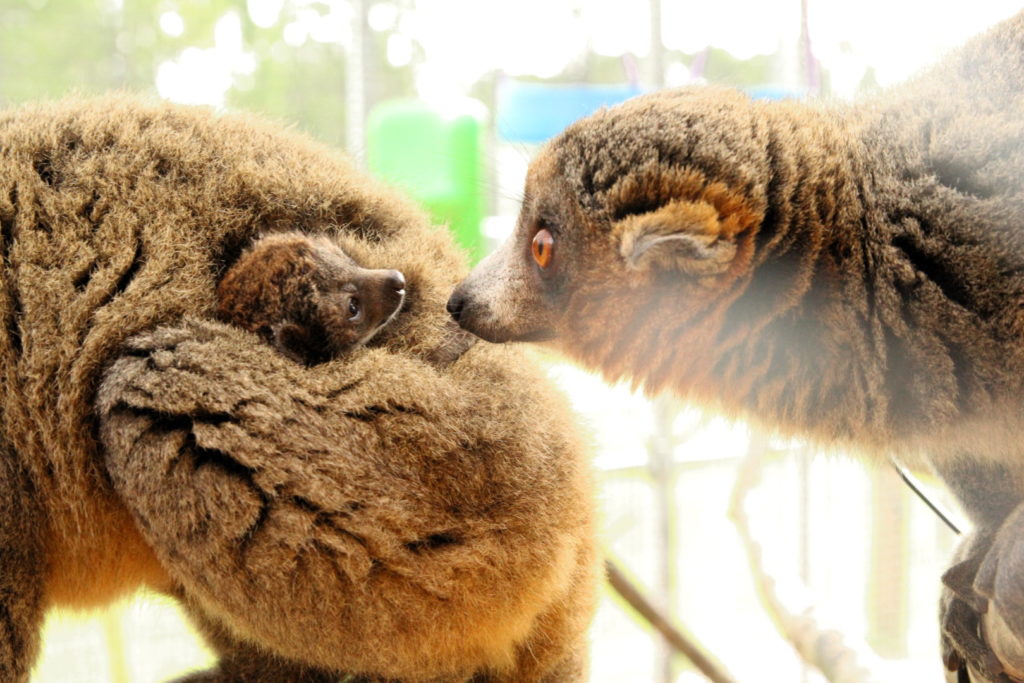 Infant mongoose lemur hold onto mom's back while big brother Lonzo comes in close for a greeting