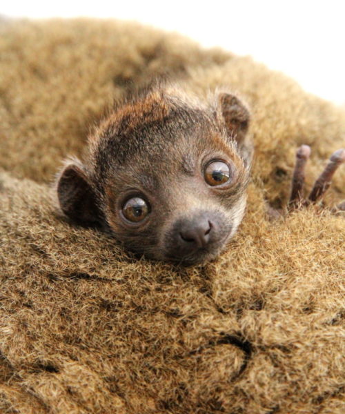 Close up of infant mongoose lemur's face with large ears