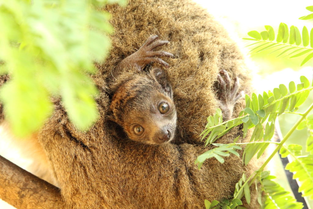 Infant mongoose lemur looks at camrea through tree leaves