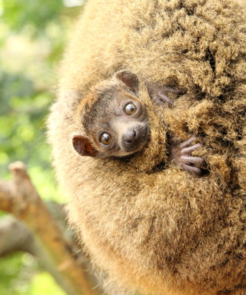 Leena Infant 6 Infant mongoose lemur with large ears looks at camera from it's mother's back
