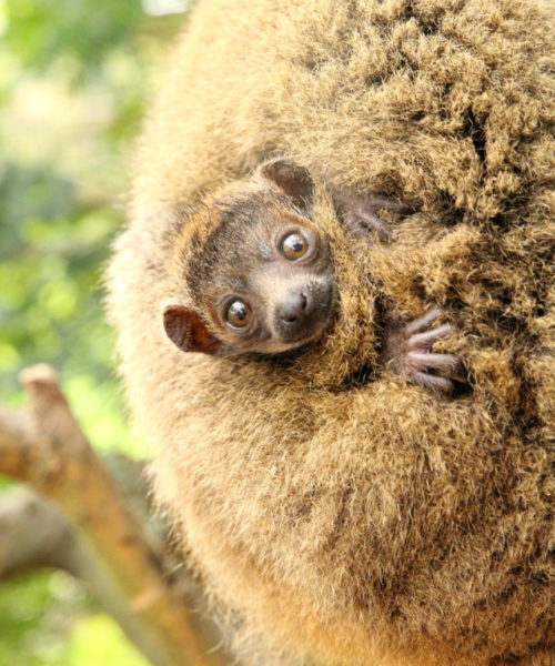 Infant mongoose lemur with large ears looks at camera from it's mother's back