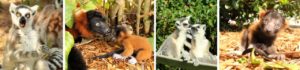 Lemur banner 1