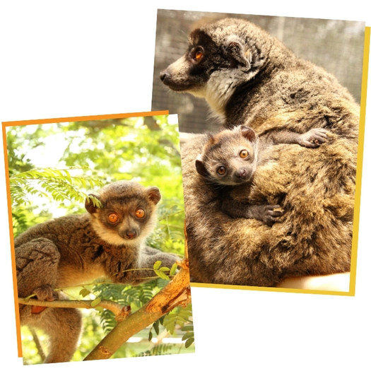 Lemurs Collage